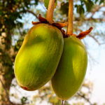 fruto baobab